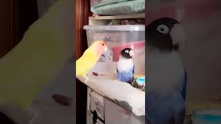 video short due pappagalli inseparabilishort two Parrots inseparable inseparabili inseparable [upl. by Yordan]