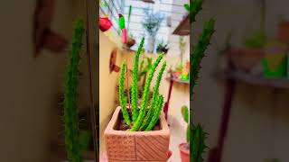 stapelia cactussucculents plants [upl. by Fredel]