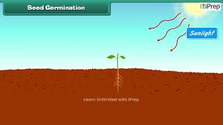 Essential Conditions for Germination of a Seed  Chapter 10  Science  Class 6  iPrep [upl. by Yerffe]