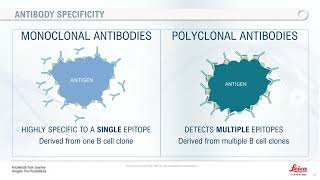 introduction to Antibodies [upl. by Borg846]