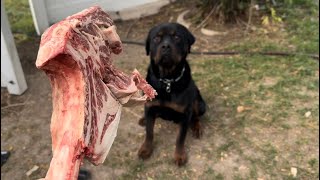 Rottweiler Eats 3 Pound Steak In 90 Seconds [upl. by Ecila]