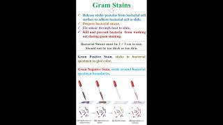 Gram Stains in Bacteria geneticteacher [upl. by Echo486]