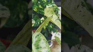 philodendron paraiso verde garden nature philodendron viralvideo shortsvideo shorts [upl. by Nyllewell982]