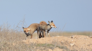 Foxes mating [upl. by Frodi145]