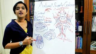 NEUROANATOMYBLOOD SUPPLY OF THE CEREBRUMDR ROSE JOSE MD [upl. by Isleen]