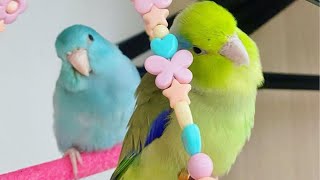 Parrotlets Playing  Parrotlets Talking amp Singing  Parrotlets As Pets [upl. by Bovill979]