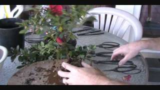 How To Create an Azalea Bonsai From a Nursery Plant [upl. by Resiak863]