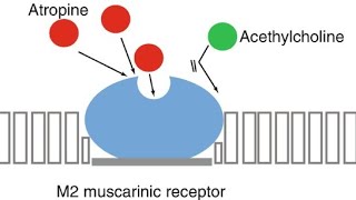 Pharmacology of Atropine  Mechanism of action functions and EFfects [upl. by Cilla]