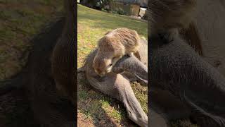 Minki the Meerkat helping to clean Bennie the Warthog 🥹🥰 meerkat warthog cuteanimals farmlife [upl. by Filbert470]