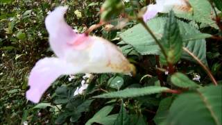 Impatiens glandulifera [upl. by Morgenthaler]