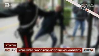 Palermo arrestato luomo che ha legato un cucciolo e gli ha dato fuoco  Ore 14 del 11012024 [upl. by Sybyl210]