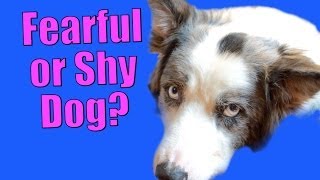 What to Do If Your Dog Gets Nervous and more [upl. by Lull]