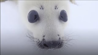 Baby Seal Checks Out Photographer [upl. by Eneluqcaj]