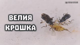 Миллиметровая водомерка Велиякрошка микровелия в природе и аквариуме  Clever Cricket [upl. by Collis785]