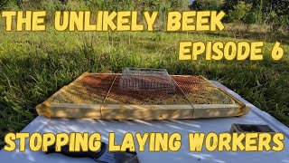 Stopping Laying Workers beekeeping bee [upl. by Blakelee334]