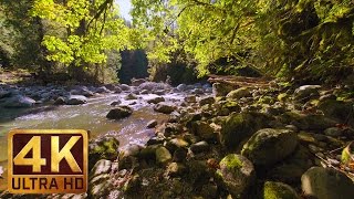 Virtual Forest Walk in 4K  2 HRS Relaxation Video with Nature Sounds  WATER amp FOREST  Part 4 [upl. by Misti]