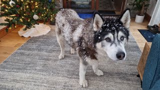 Old Husky Is Covered In Snow When We Wake Up To An Unexpected Snow Day [upl. by Arlette]