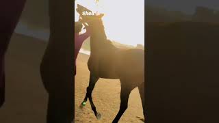 virka horse botala foryou [upl. by Rosemarie431]