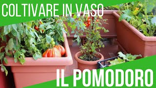 ORTO SUL BALCONE COLTIVARE POMODORI IN VASO  ORTO E GIARDINAGGIO  ORTO E GIARDINAGGIO [upl. by Oileve195]