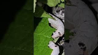 Feeding larvae sericulture feeding larvae farming shorts short youtubeshorts trending viral [upl. by Bolanger782]