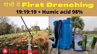 NPK 191919  HUMIC ACID🥦 गोभी में पहला खाद 🥦DRENCHING कब और कितना दे👌Short [upl. by Pepito]