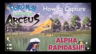 Pokemon Legend Arceus Early Games  How to Capture Alpha Rapidash [upl. by Llerrej]