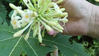 Cómo es la flor de papaya hembra y papaya macho [upl. by Elfstan313]