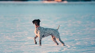 A Guide to Veterinary Visits for German Wirehaired Pointers [upl. by Cassilda]