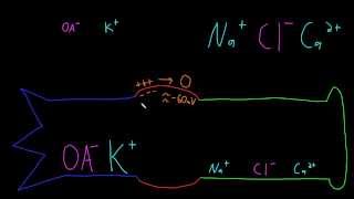 Neuron resting potential description [upl. by Oman]