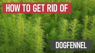 How to Get Rid of Dogfennel Weed Management [upl. by Ketchan]