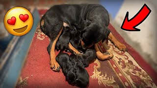 Helping My Pregnant Rottweiler Give birth to 8 puppies 😍 [upl. by Esaertal975]