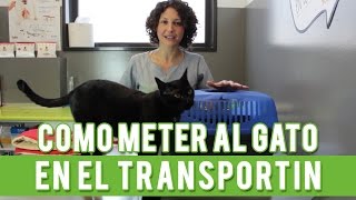 Como Meter Al Gato En El Transportín  Trucos Gato Transportín [upl. by Weingartner]