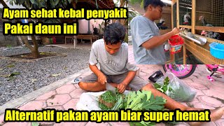 Kalo gak kreatif dan cerdas begini ternak ayam rugi bandar boskuh pakan pabrikan mahal [upl. by Siblee]