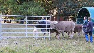 トレーラーに乗る2組の牛の親子 Load Cows into a Trailer 2016 0925 [upl. by Derdlim]