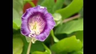 Vine Cup and Saucer cobaea scandens [upl. by Udela757]