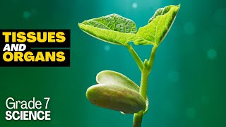 Grade 7 Science 15 TISSUES ORGANS ORGAN SYSTEM IN PLANTS [upl. by Ruddie]