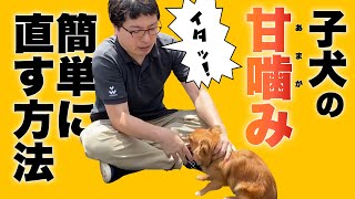 犬の甘噛みは〇〇で治る！誰でも簡単に子犬の甘噛みを治す方法 [upl. by Savory220]