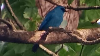 An exquisite Verditer Flycatcher male bluebird himalayanbird [upl. by Araek]