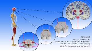 Voluntary movement  construction of the commands [upl. by Yrruc]