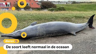 Twee dolfijnen aangespoeld op het strand bij Monster [upl. by Aerdnaz]