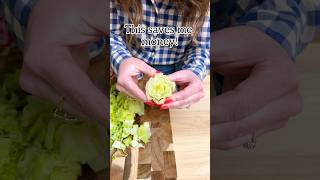 Did you know you can regrow store bought lettuce from the stem grocery lifehacks tipsandtricks [upl. by Dodwell]