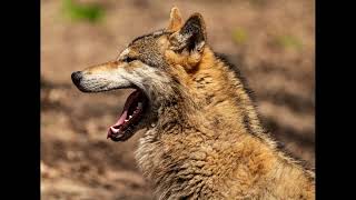 Wolf growling and snarling Compilation With Pictures High Quality Audio Sound Effects [upl. by Shatzer49]