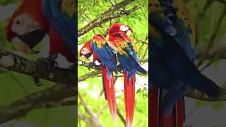 Macaw parrot [upl. by Resarf]