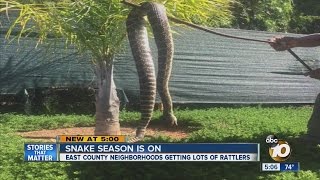 Giant rattlesnake discovered in Alpine backyard [upl. by Salangia58]