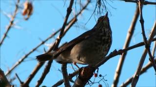 Hermit Thrush quotchupquot call amp whistle call [upl. by Evita514]