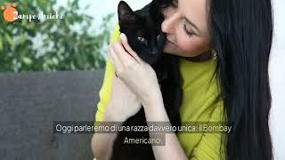 Non solo miao  Gatto Bombay Americano  Fa per te  🙄 [upl. by Karie]