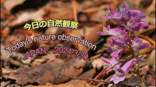 今日の自然観察 Todays nature observation JAPAN 2024330 [upl. by Catlee]