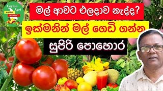 ඉක්මනින් එලදාව ගන්න හොඳම පොහොර  Organic Fertilizer  Ceylon Agri Kabanika Pohora  Episode 01 [upl. by Blasien876]