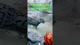 animalsworld many cats are hunting fishes cats funny animals  fishes [upl. by Nairad]