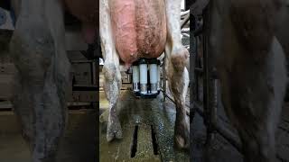 Robotic milking fullwood JOZ merlin M2 [upl. by Ydnec]